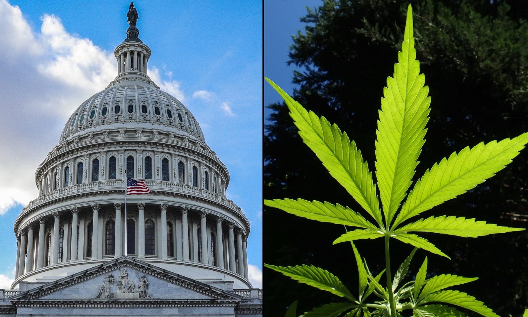 capitol-congress-cannabis.jpg
